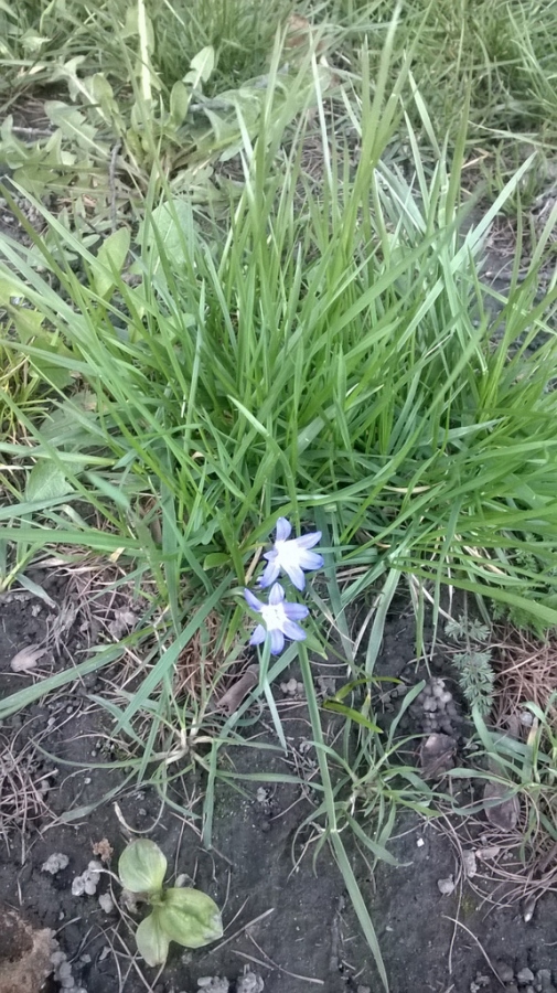 Razem, bo najcenniejszy jest wspólny czas... Wiosna, ach to Ty! (zakończony)