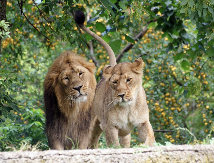 Miejski Ogród Zoologiczny