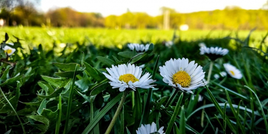 Wiosna, ach to Ty! - konkurs fotograficzny (zakończony)