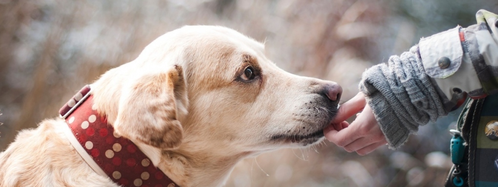 Labrador i samojed. Jaki pies dla dzieci będzie najlepszy?