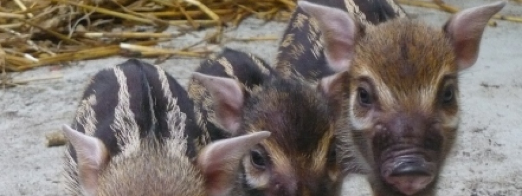 Świnki rzeczne i lemury katta - kolejne urodziny we wrocławskim ZOO