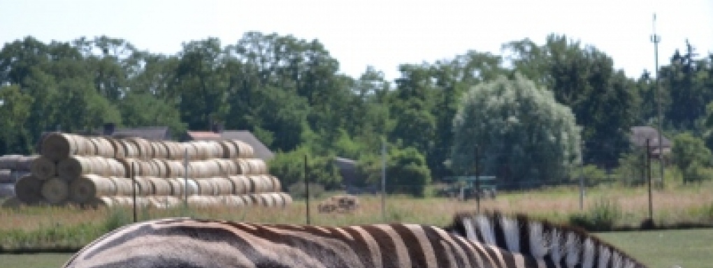 Nasza wycieczka do Safari Zoo w Świerkocinie