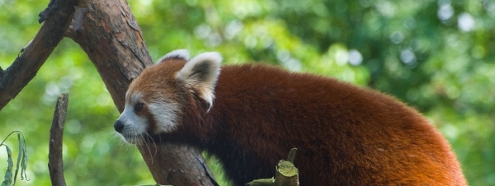 Panda mała Kunming &#8211; ulubienica Czasdzieci.pl we wrocławskim Zoo