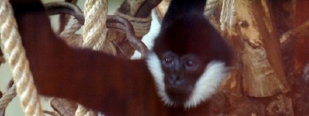 Gibony - nowi mieszkańcy wrocławskiego ZOO