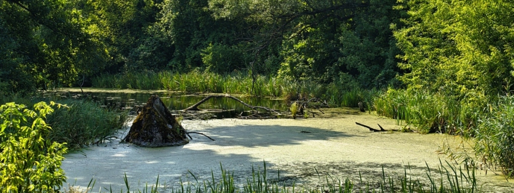 Izba regionalna - Zelwa