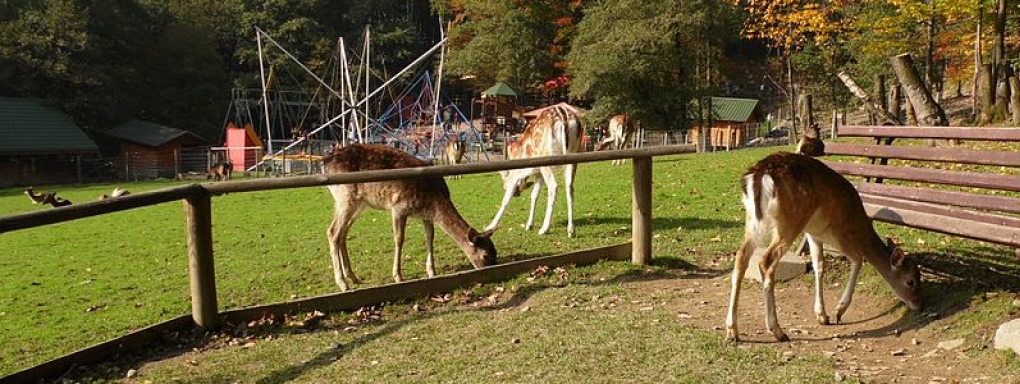 Leśny Park Niespodzianek