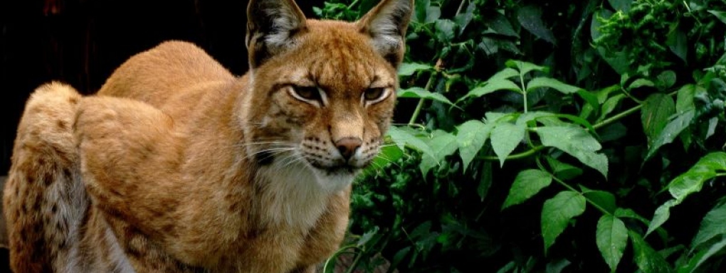 Ogród zoologiczny w Zamościu