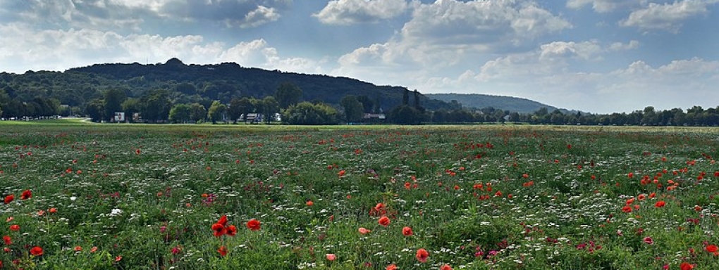 Błonia